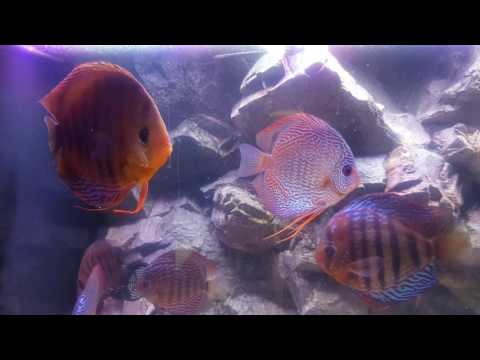 Discus tefe jumbo 22 cm