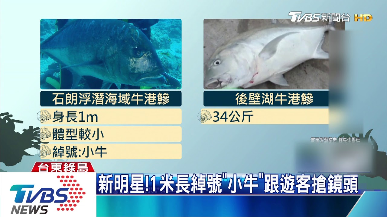 不怕生!綠島出現牛港鰺 浮潛遊客驚喜