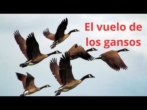 EL VUELOS DE LOS GANSOS - consejo para emprendedores