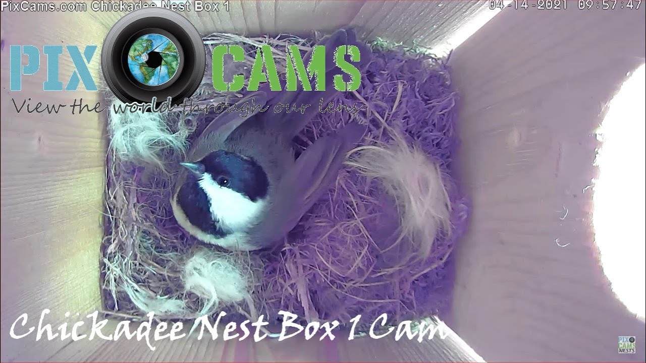 Live webcam view of Interior de la Caja de Azulejos 1