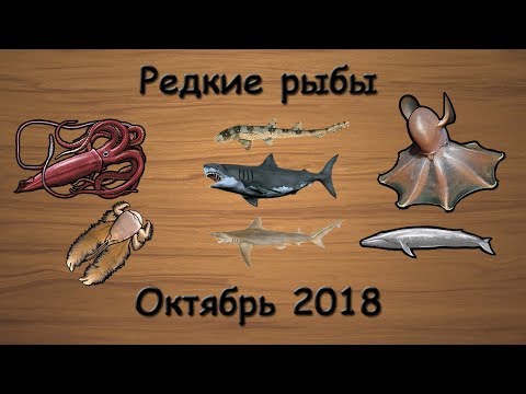 Русская Рыбалка 3.99 (Russian Fishing) Редкие рыбы Октябрь 2018