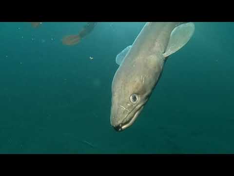 Vidéo du Valpareso 2017