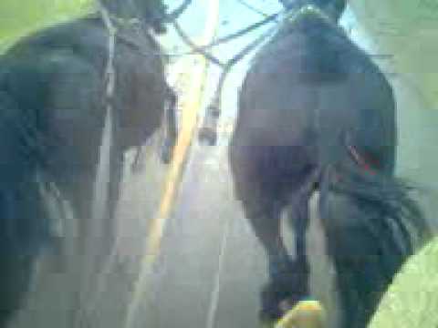 radu poparlan scarlatesti