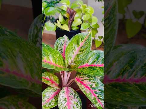 Morning things 🌼🌼#youtubeshorts #morning #shorts #viral