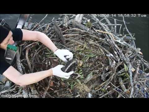 Removing Fishing Line From Osprey Chick
