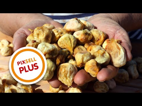 Sušenje smokava na tradicionalan način u Grebaštici