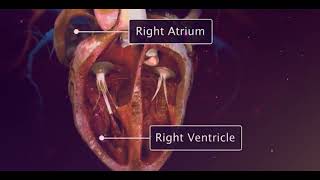 How Heart Valve Replacement Surgery Is Performed?