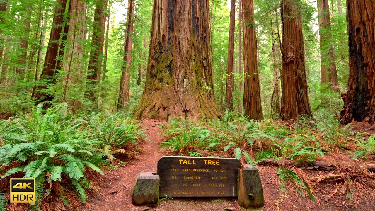 Tall Tree & Bull Creek North Trail, Humboldt Redwoods State Park California 4K 60 FPS