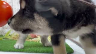 柴犬の動画01