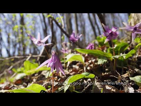 カタクリの開花タイムラプス