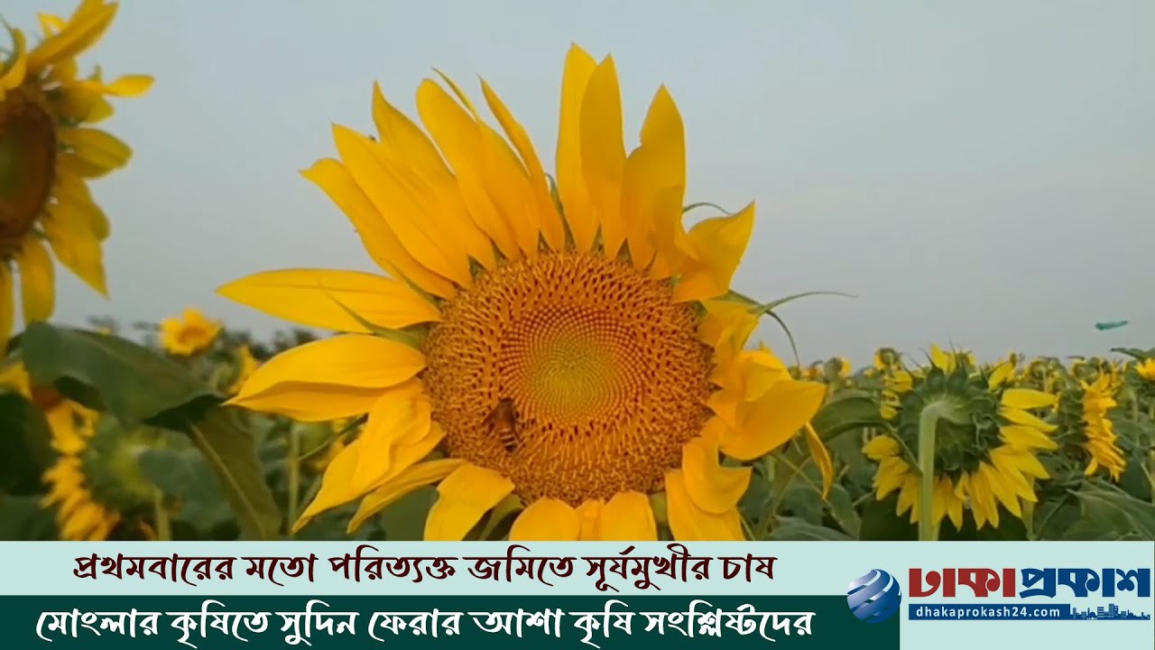 এবার মোংলার লবণাক্ত মাটিতে সূর্যমুখীর বাম্পার ফলন