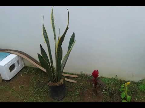 halaman belakang rumah #wijdanmanar