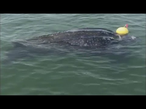 Sea turtle rescue