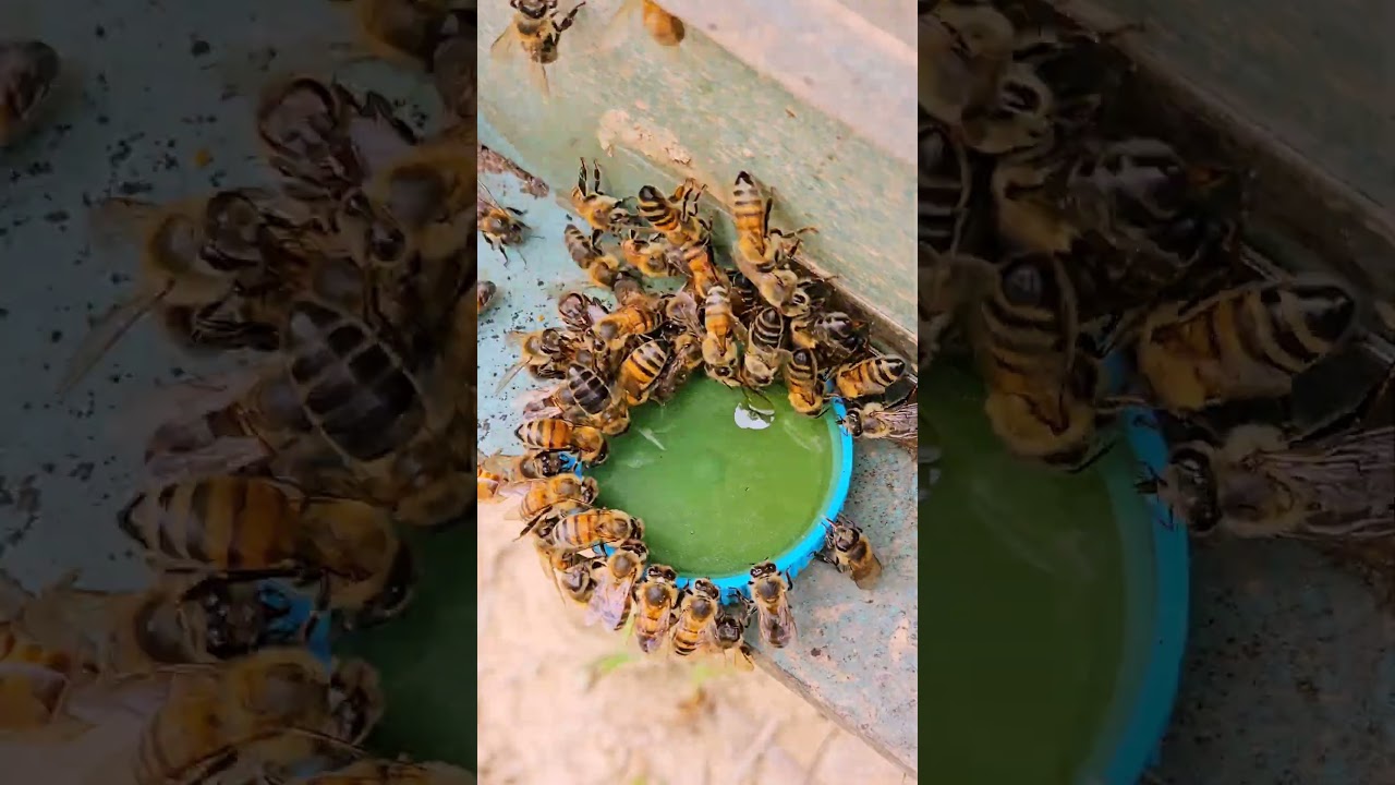A Swarm of Bees Gathering for a Sweet Drink