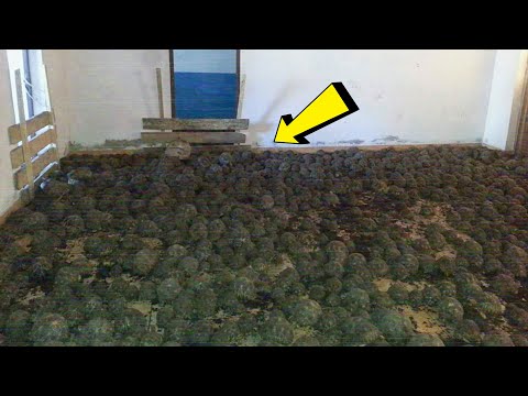 Nachbar Öffnet Nicht -- Mann Ruft Polizei, Die Taumeln Hustend Zurück