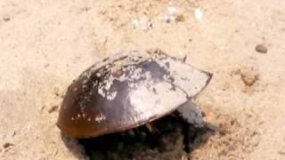 preview picture of video 'Horseshoe Crab - Nesting on the Beach - Part 1 of 2'