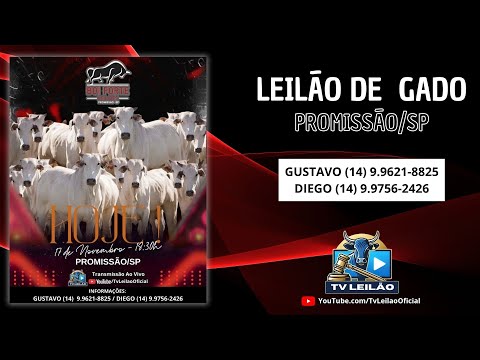 BOI FORTE LEILÕES AO VIVO - PROMISSÃO - SP | LEILÃO DE GADO | 17/11/2025