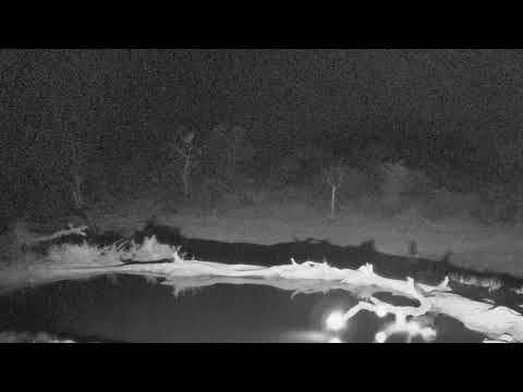 Djuma: Lone Hyena passes through - 19:31 - 08/29/18