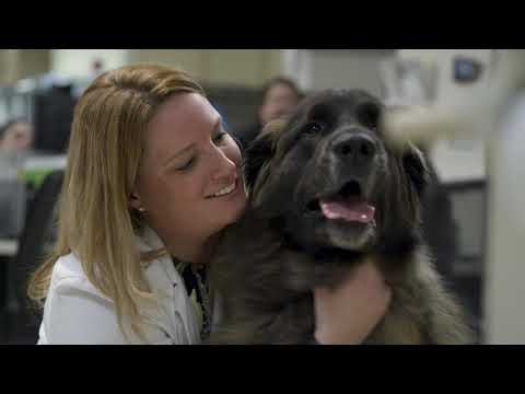 Why Vca Pet Cancercare