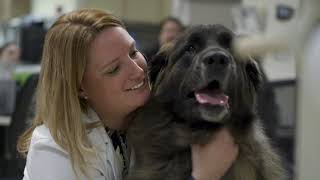 Why VCA Pet CancerCare