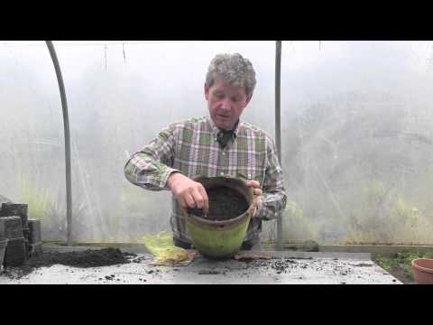 download lagu mp3 mp4 How To Grow Freesia, download lagu How To Grow Freesia gratis, unduh video klip How To Grow Freesia