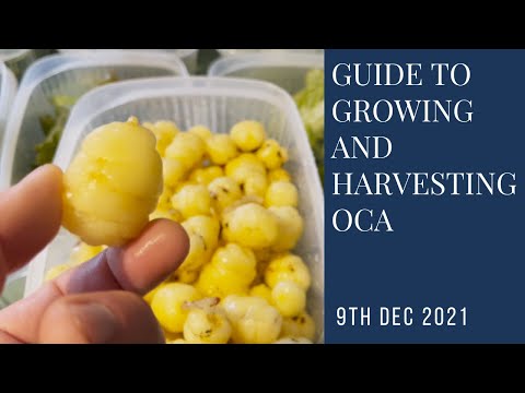 , title : 'How to grow oca in containers from tuber to harvest'