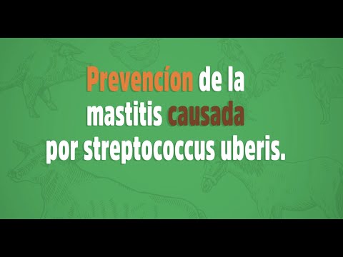 , title : 'Cómo prevenir la mastitis causada por Streptococcus uberis'