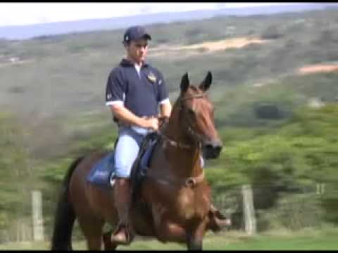 Haras Lumiar - 17 FLECHA DO LUMIAR