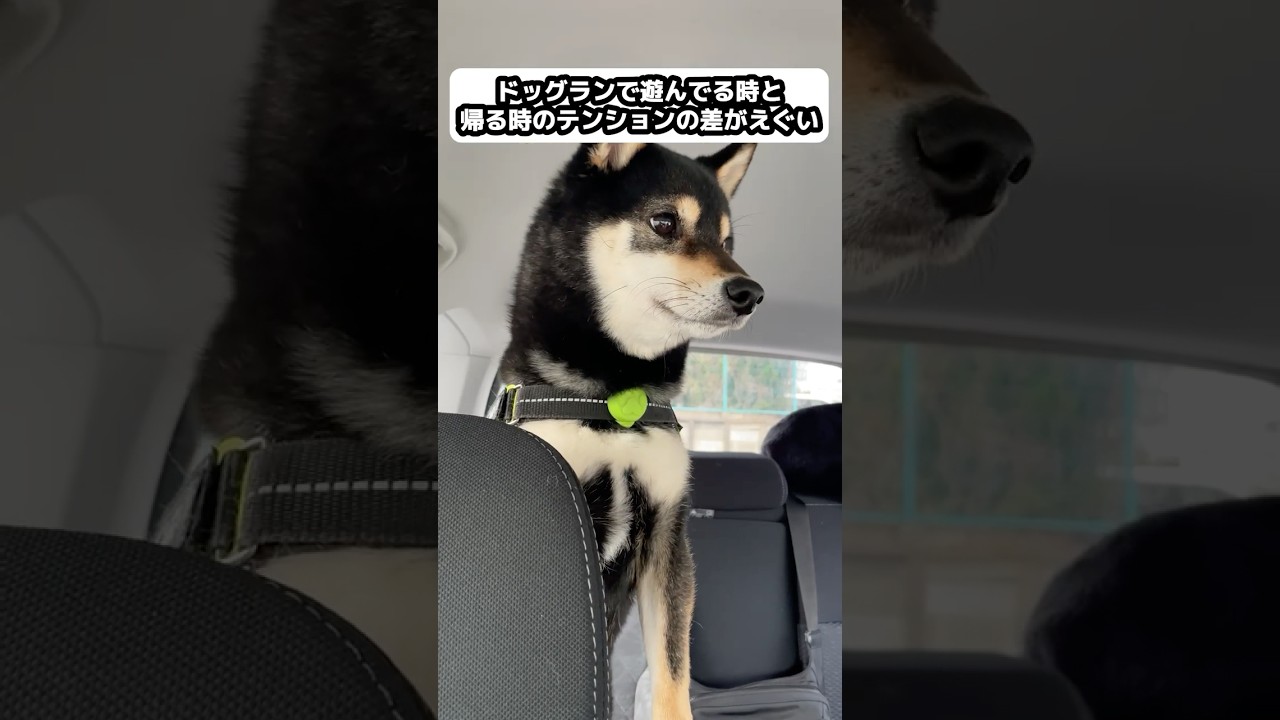 ドッグランから帰る時のテンションの下がり方がえぐい豆柴 #柴犬 #shibainu #豆柴とら日記 #豆柴