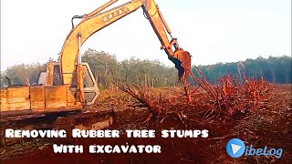 Removing Rubber Tree Stumps with an Excavator | Efficient Land Clearing 🌳