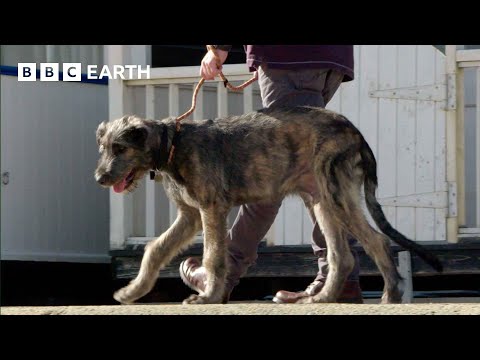 Puppy's First Trip to the Seaside | Wonderful World of Puppies | BBC Earth