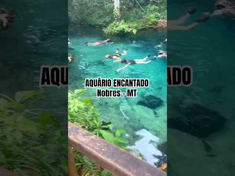 Aquário encantado em Nobres-MT 😍✨❣️  #natureza #viagem #matogrosso #nobres #lagoazul