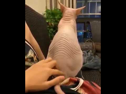Petting a Sphynx cat