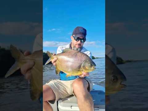 Pesca de hermoso Pacú en Empedrado (Corrientes)
