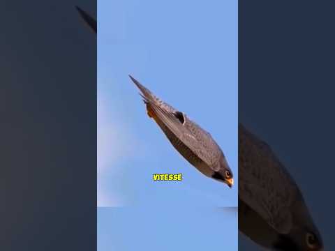 Le faucon pèlerin, l'oiseau le plus rapide du monde 😱 #shorts