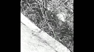 Download lagu trinidad snake. macajual. Caribbean mp3