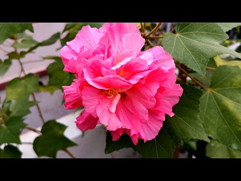 YouTube video about: Where to buy confederate rose plants?