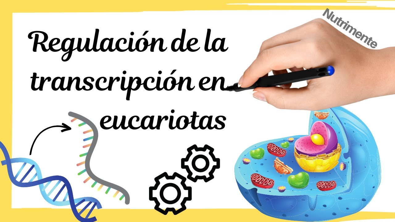 REGULACIÓN de la TRANSCRIPCIÓN en EUCARIOTAS