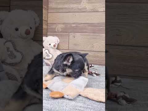 Video 1