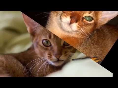 Abyssinian cat. History,Personality,Care Coat, Color And Grooming