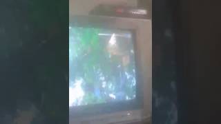 Download lagu Bidadari cantik dan pohon sirih  ajaib mp3 Download lagu Bidadari cantik dan pohon sirih  ajaib mp3