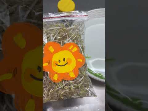 So sánh kết quả ngâm giá sạch nhà làm và giá siêu thị khi ngâm Umikai. Giá nhà làm nước chỉ ngà vàng, giá siêu thị nước màu vàng đậm có nhiều kết tủa