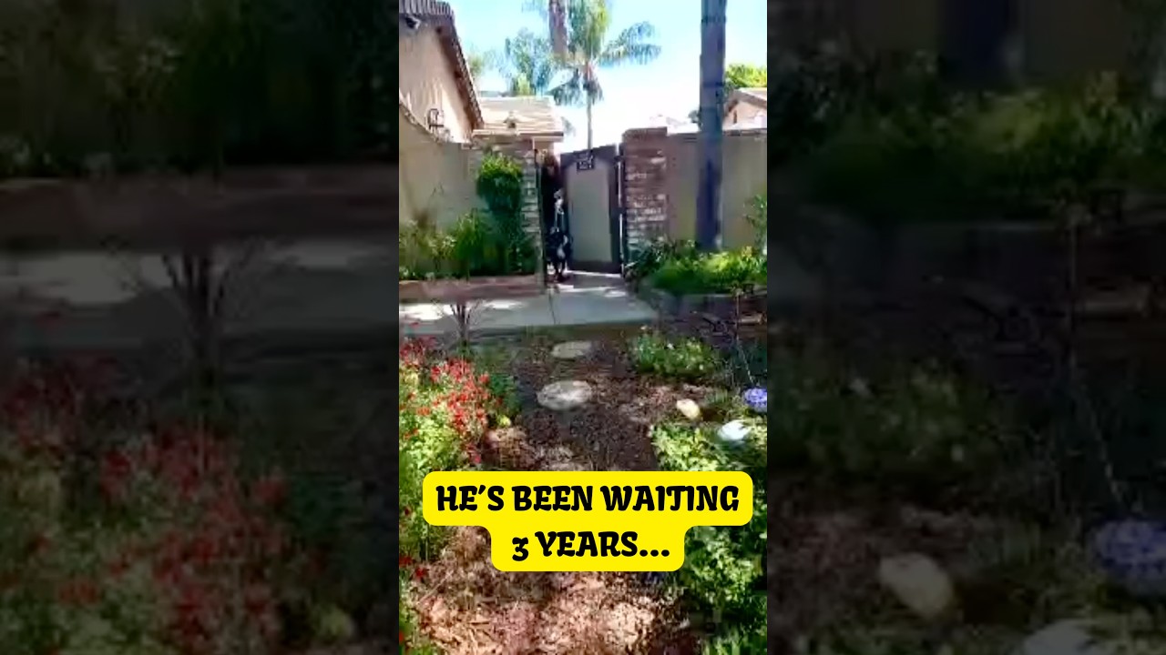 He’s waited 3 years for a home… why is no one choosing Dobby? #rescuedog #rescueefforts #dogrescue