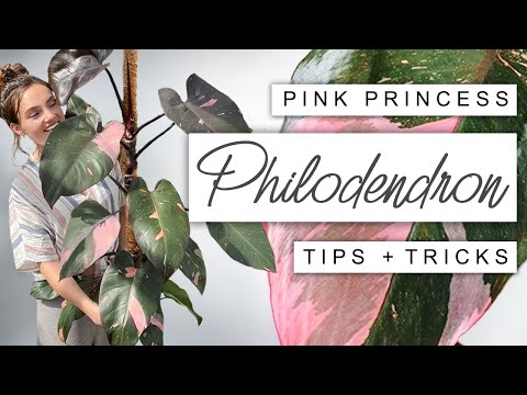 How I Grew My Pink Princess HUGE In Just One Year 💗🌿 Pink Princess Philodendron Tips