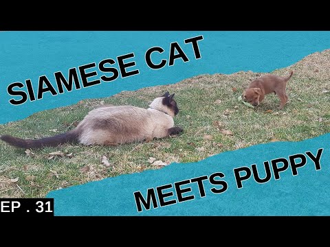 Our Siamese cat meets a tiny puppy (Amazing reactions)