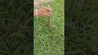 mini Motor + 1Rs Blade cutting green grass 1