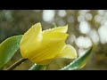 Kiss the rain by Lugo  🙂