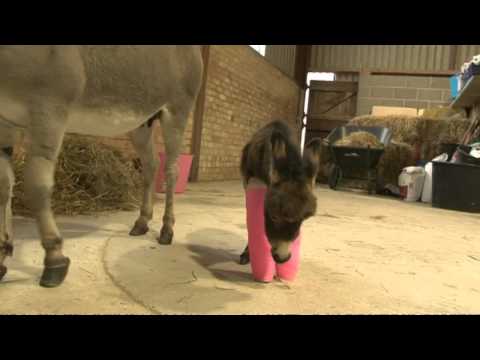 L’asinella dalle zampe rosa