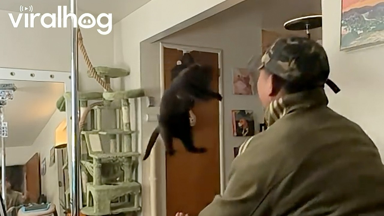 Black Cat Trains for Long Jump World Record || ViralHog