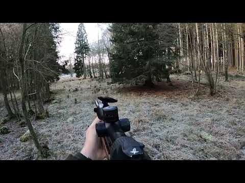 Drevjakt på dovhjort och vildsvin en frostig höstmorgon. Skottsekvenser.